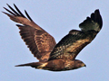 Buzzard